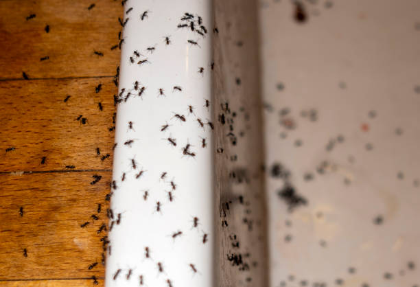Best Spider Control Near Me  in Red Boiling Springs, TN